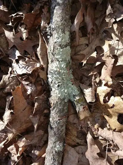 Fox Preserve - Cincinnati, OH