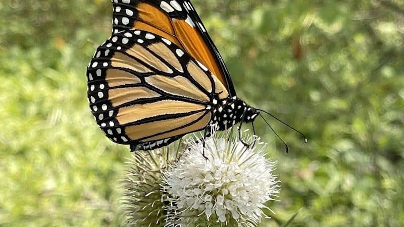 Great Parks of Hamilton County - Cincinnati, OH