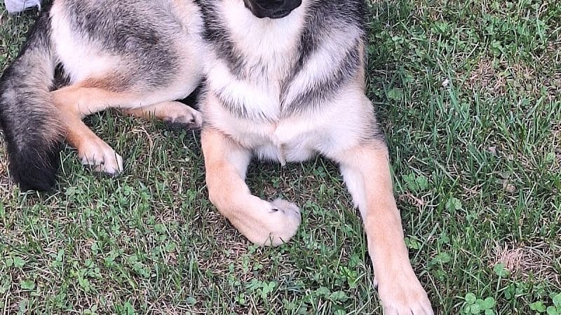 Happy Paws - Cincinnati, OH