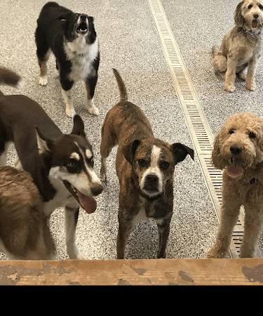 Happy Paws