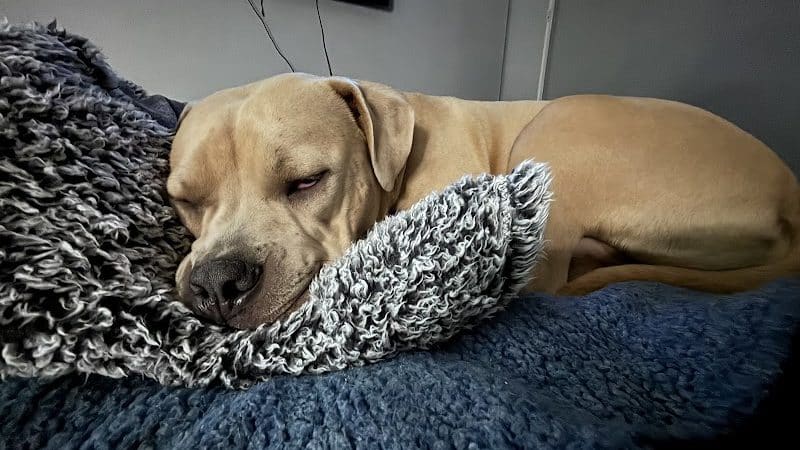 Happy Paws - Cincinnati, OH