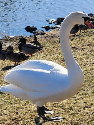 Ivy Pointe Park
