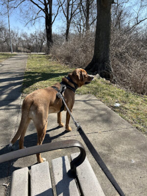 Jackson Hill Park