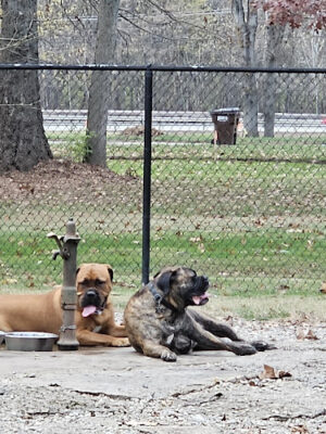Kellogg Park & Dog Field