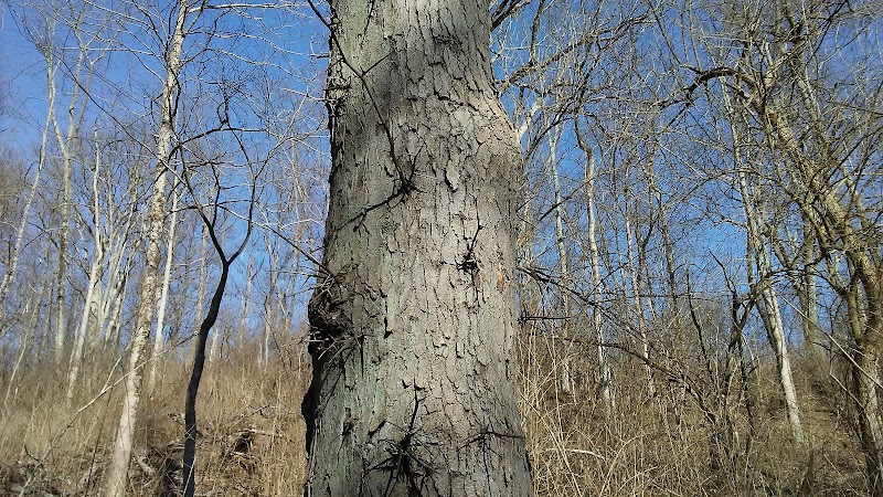 LaBoiteaux Woods Nature Center - Cincinnati, OH