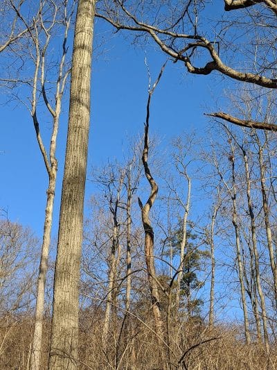 LaBoiteaux Woods Nature Center - Cincinnati, OH