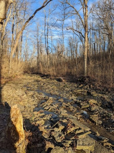 McFarlan Woods, Mt. Airy Forest - Cincinnati, OH