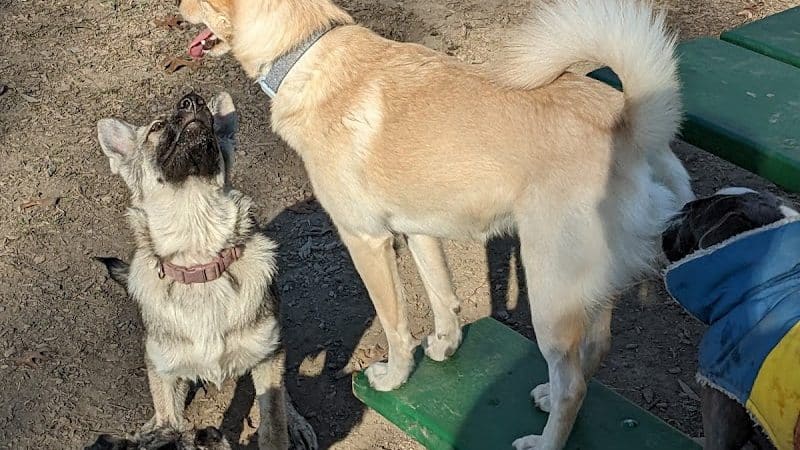 Mt. Airy Dog Park - Cincinnati, OH