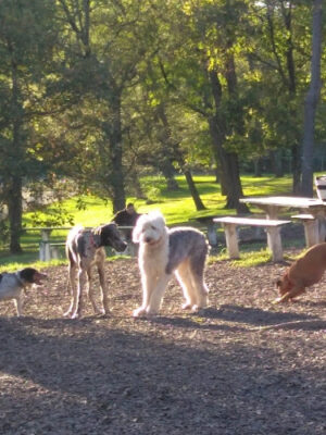 Mt. Airy Dog Park