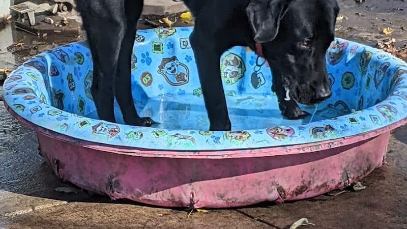 Mt. Airy Dog Park - Cincinnati, OH
