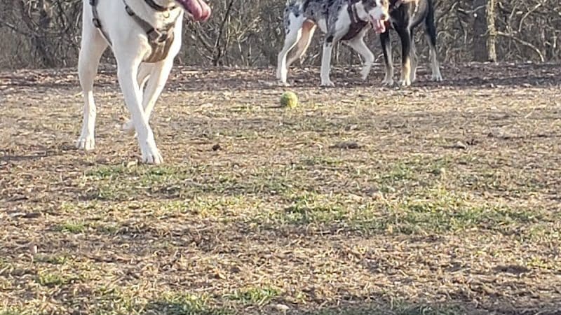 Mt. Airy Dog Park - Cincinnati, OH