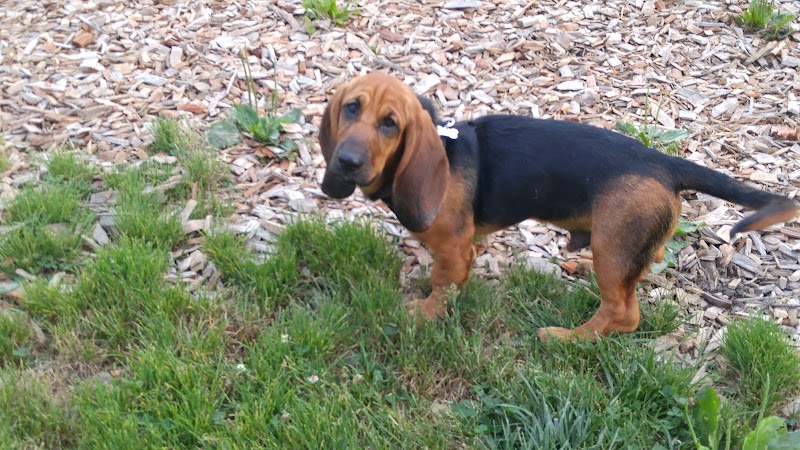 Mt. Airy Dog Park - Cincinnati, OH