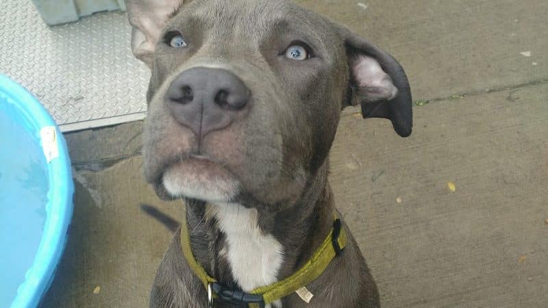 Mt. Airy Dog Park - Cincinnati, OH