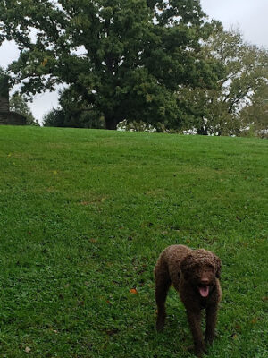 Mt. Storm Park