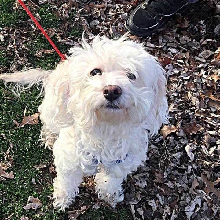 Oakley Station Dog Park - Cincinnati, OH
