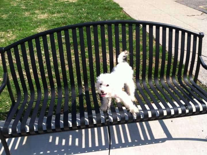Oakley Station Dog Park - Cincinnati, OH