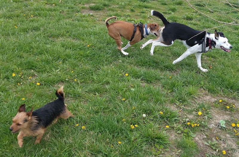 Otto Armleder Dog Park - Cincinnati, OH