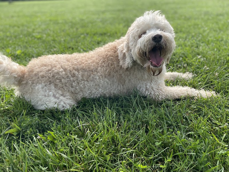 Otto Armleder Dog Park - Cincinnati, OH