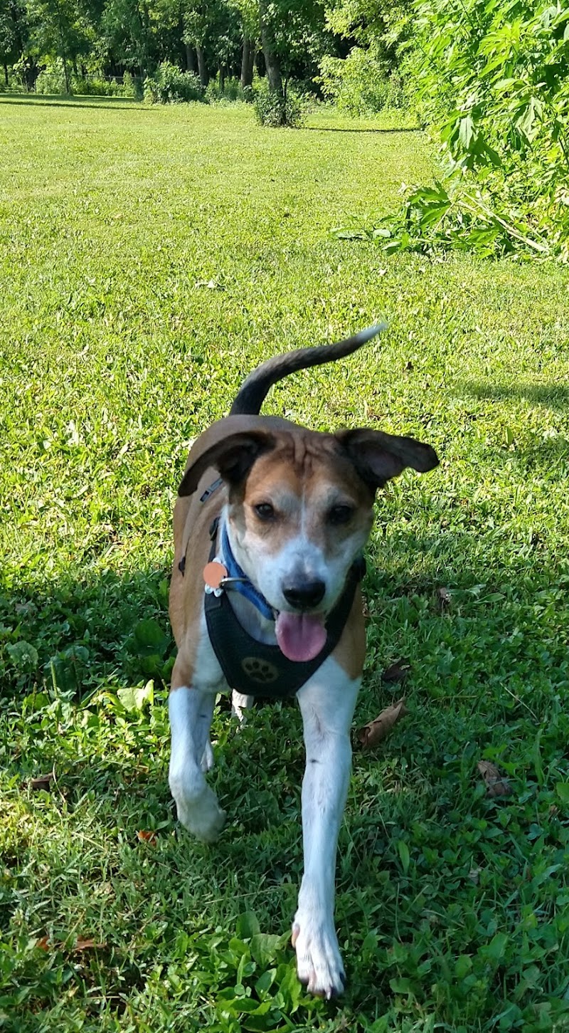 Otto Armleder Dog Park - Cincinnati, OH