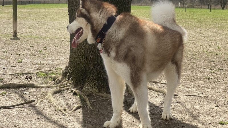 Otto Armleder Dog Park - Cincinnati, OH