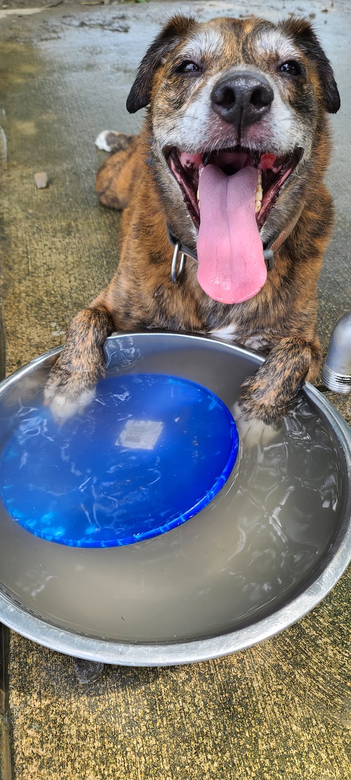 Otto Armleder Dog Park - Cincinnati, OH