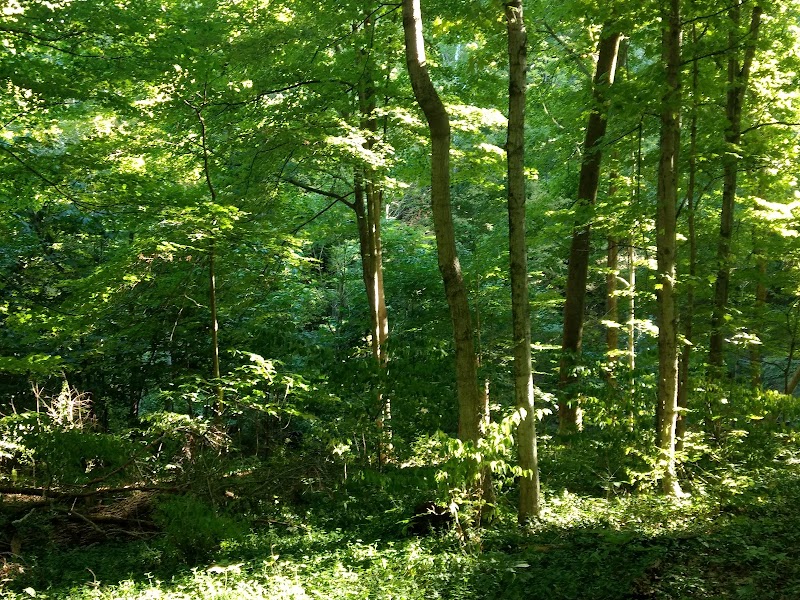Parker Woods Nature Preserve - Cincinnati, OH