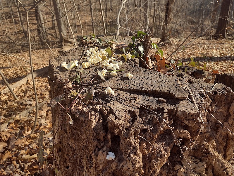 Parker Woods Nature Preserve - Cincinnati, OH