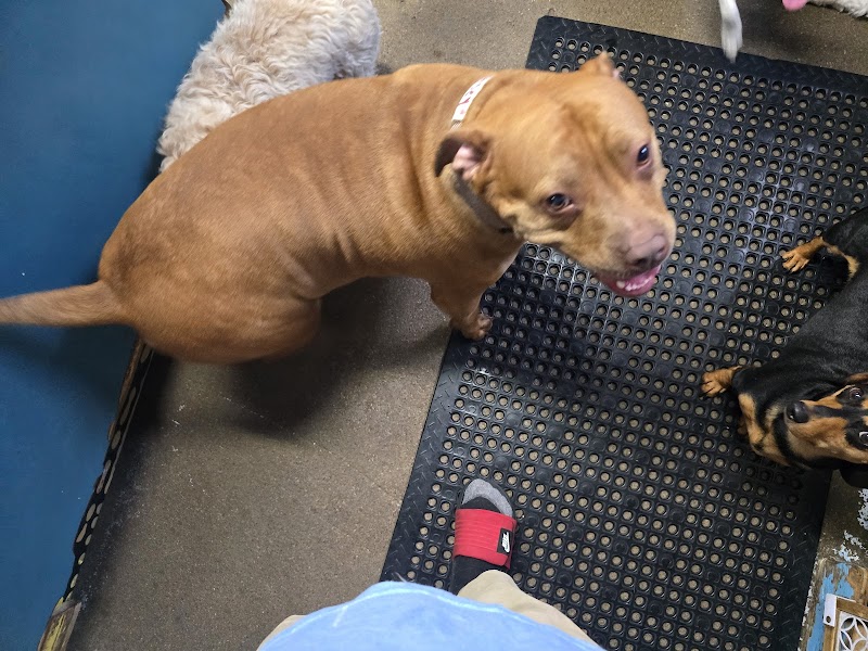 Puppy Camp - Cincinnati, OH