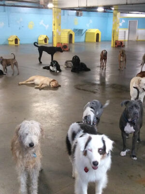 Puppy Camp