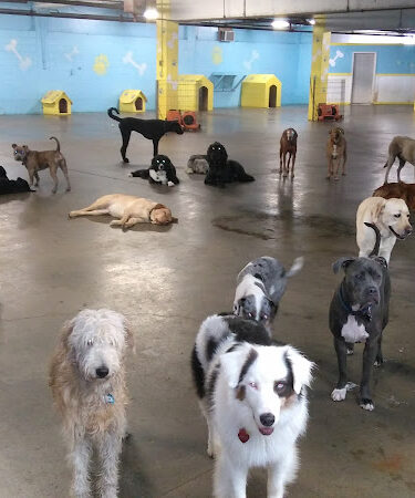 Puppy Camp