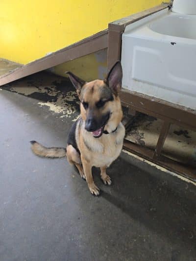 Puppy Camp - Cincinnati, OH