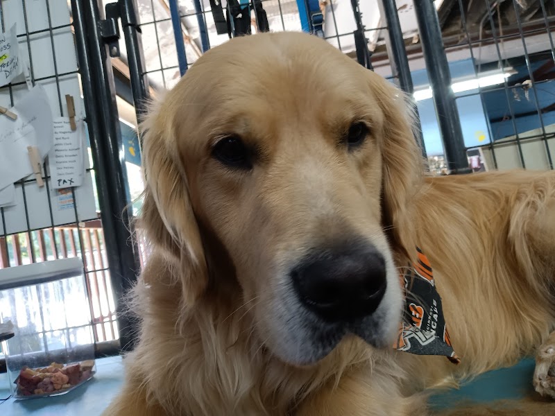 Puppy Camp - Cincinnati, OH