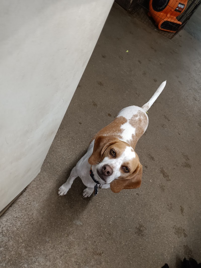 Puppy Camp - Cincinnati, OH