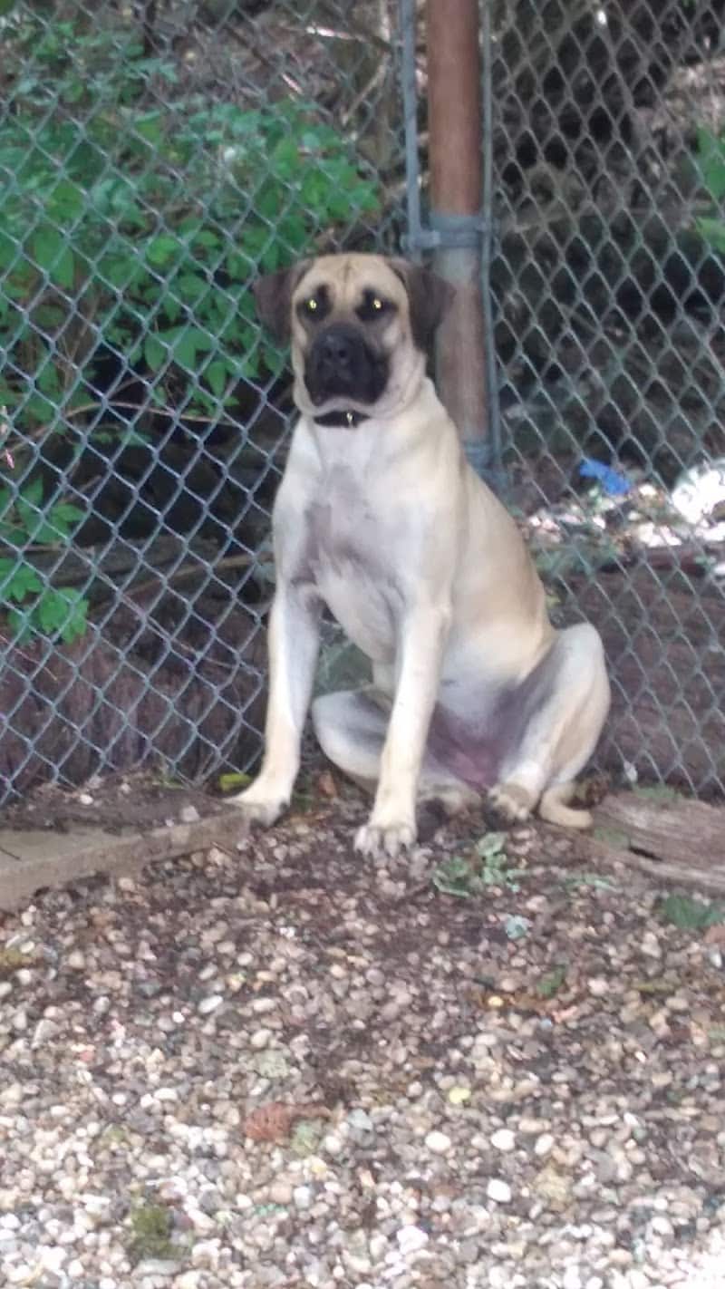 Puppy Camp - Cincinnati, OH