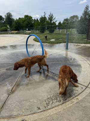 RJ Wags Park