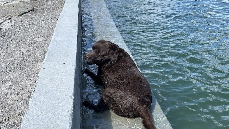 RJ Wags Park - Cincinnati, OH