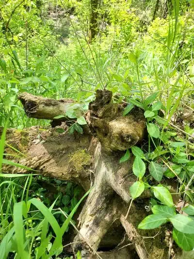 Story Woods Park - Cincinnati, OH