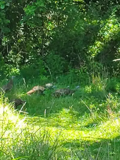 Story Woods Park - Cincinnati, OH