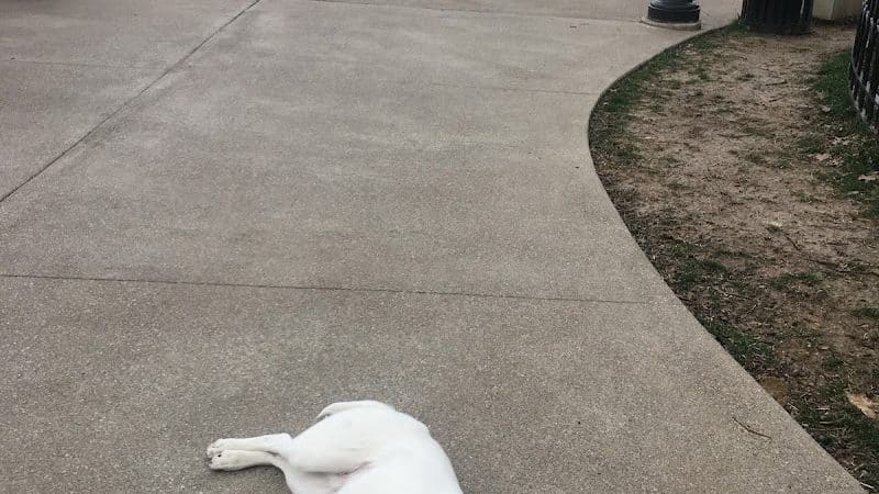 Westwood Dog Park - Cincinnati, OH