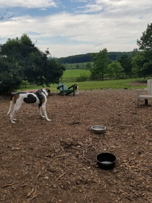 Abington Dog Park