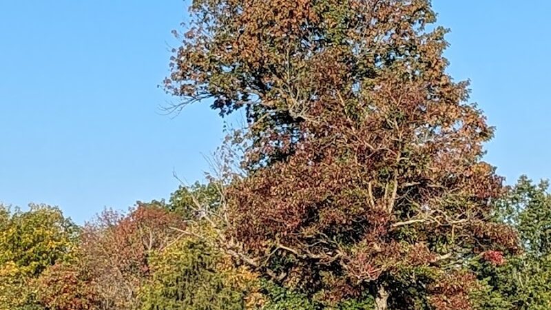 Gulley Park Disc Golf Course - Clarksville, OH