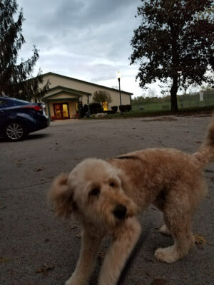 Clayton Pet Hotel & Spa