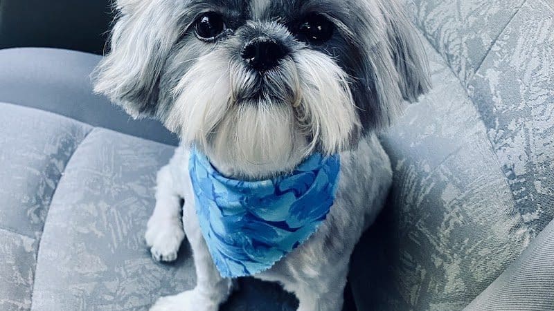 Clayton Pet Hotel & Spa - Clayton, OH