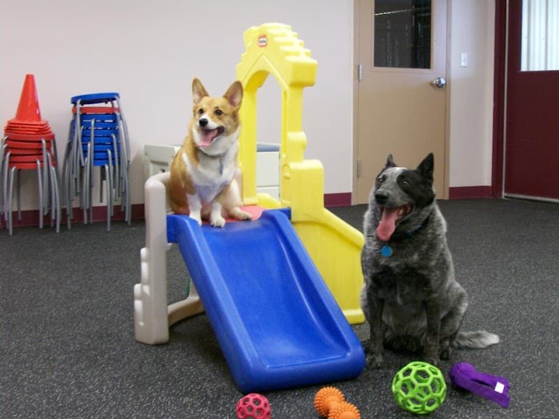 Clayton Pet Hotel & Spa - Clayton, OH