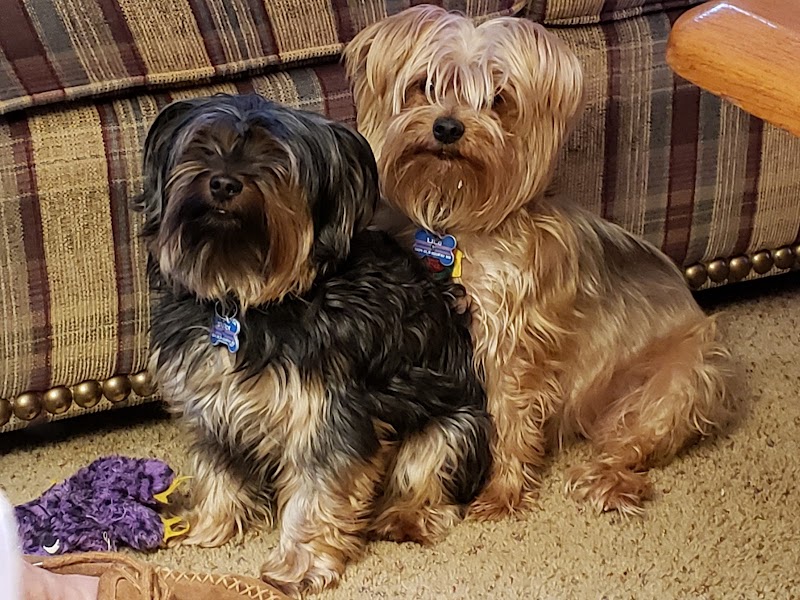 Clayton Pet Hotel & Spa - Clayton, OH