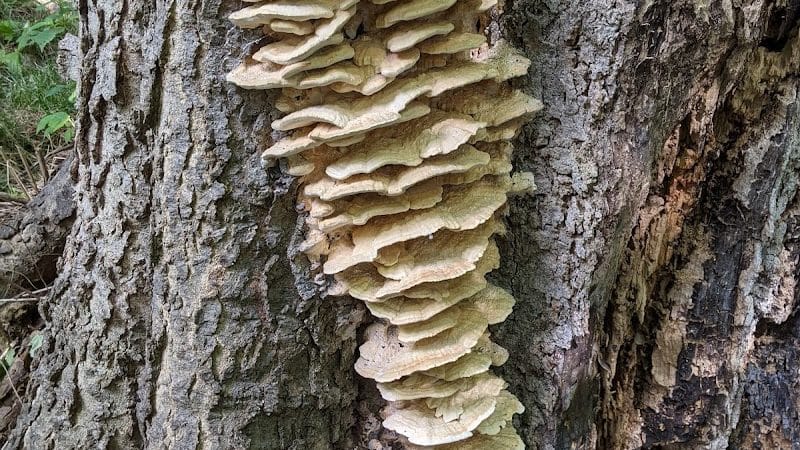 Westbrook Road Park - Clayton, OH