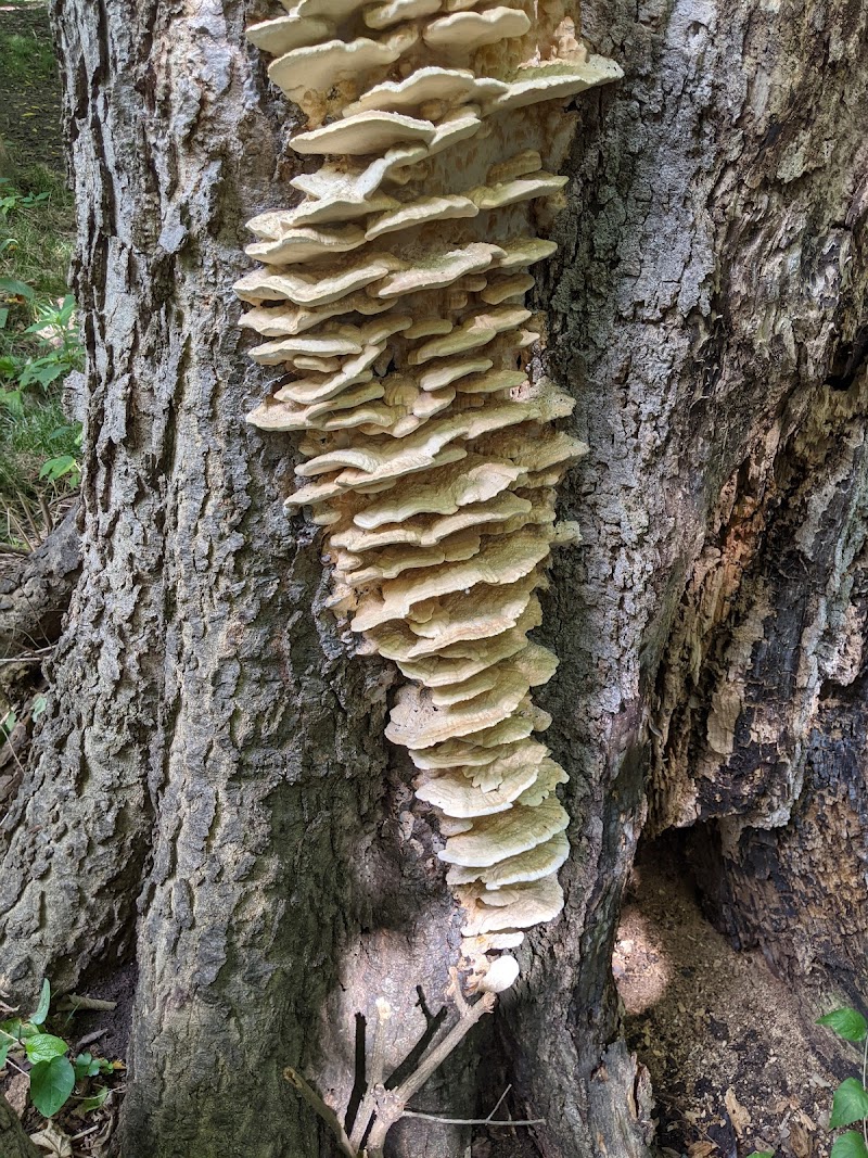 Westbrook Road Park - Clayton, OH