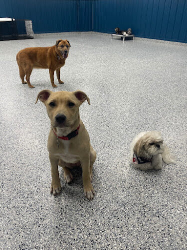 PawsCLE