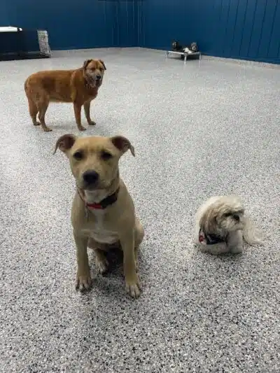 PawsCLE - Cleveland Heights, OH