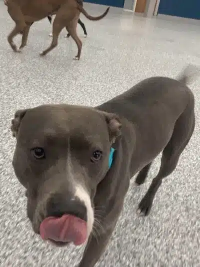 PawsCLE - Cleveland Heights, OH